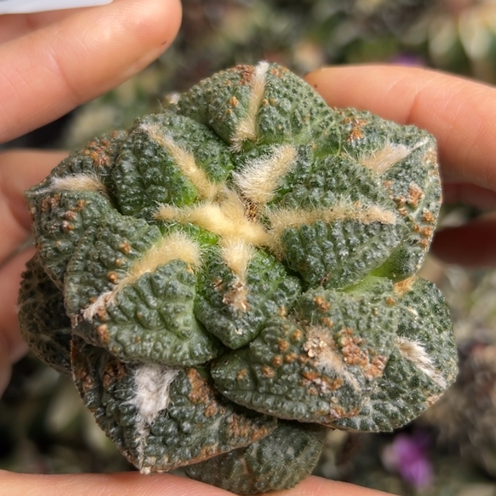 83 脱土带根发货