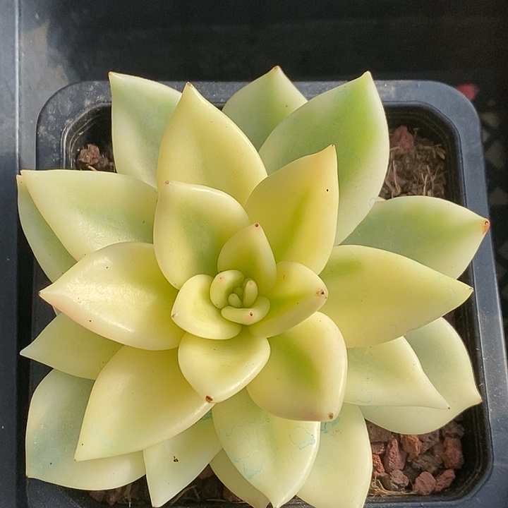 祝之松锦宽复轮多肉