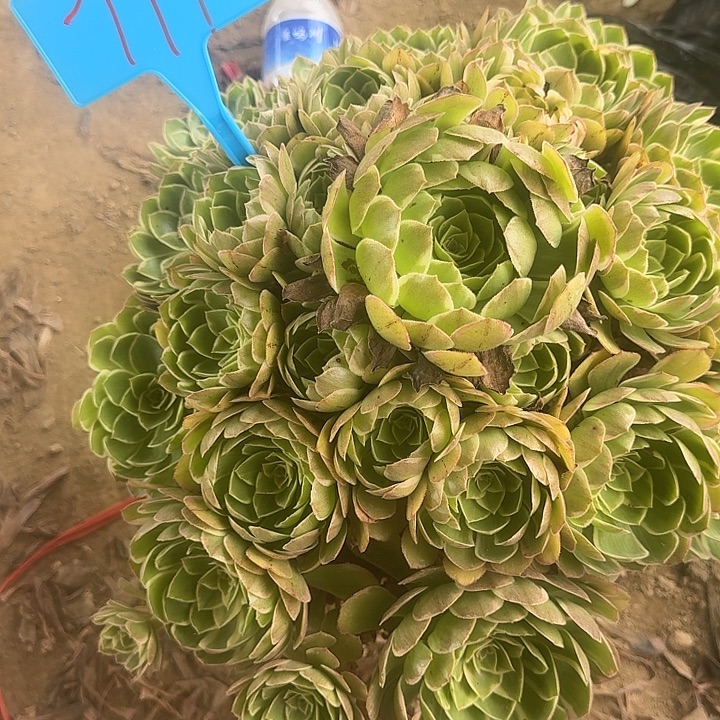 万***业771莲花座哦哦哦哦哦哦哦哦哦