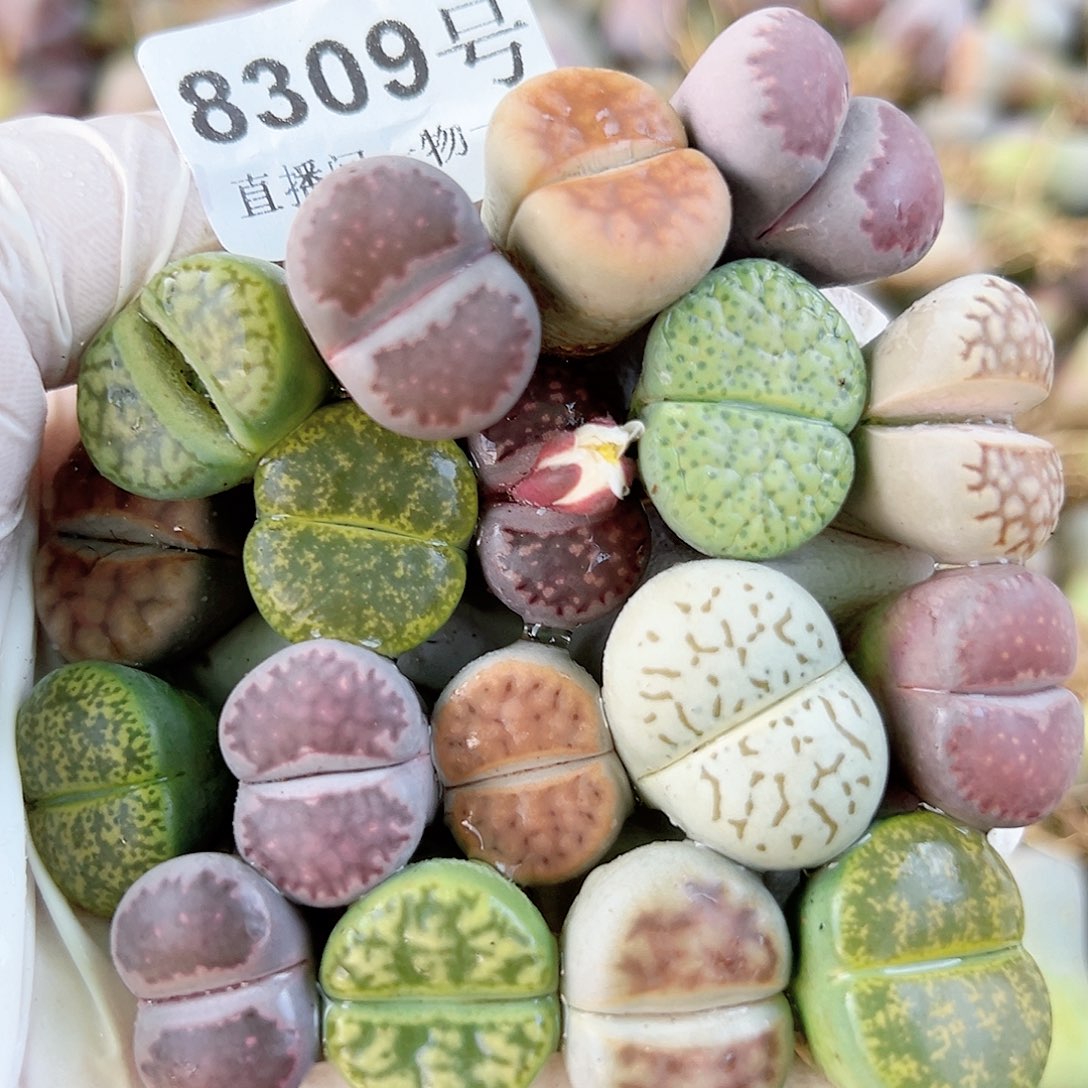 8309 好养易活生石花大母本18个