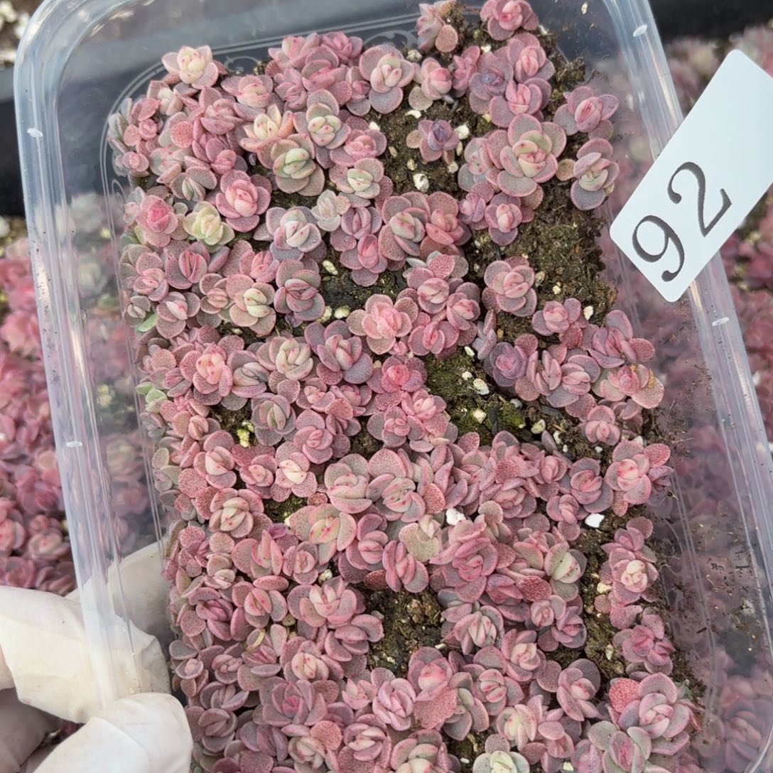 风***悄多肉植物多肉植物92