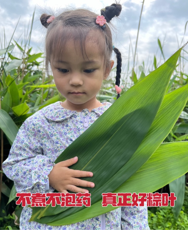 湖南新鲜野生粽叶100片包邮