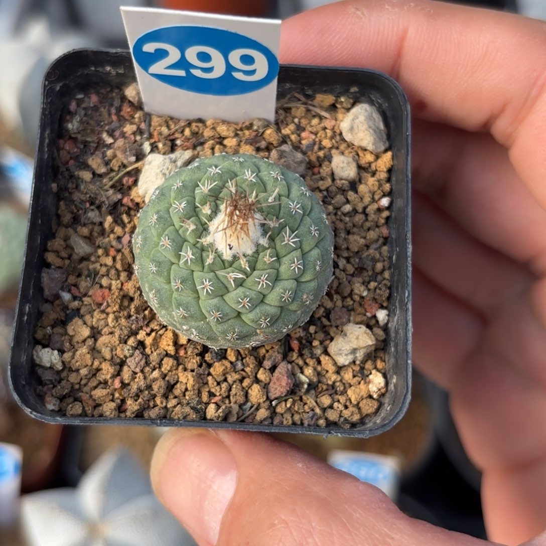 299实生菊水带盆带土发货