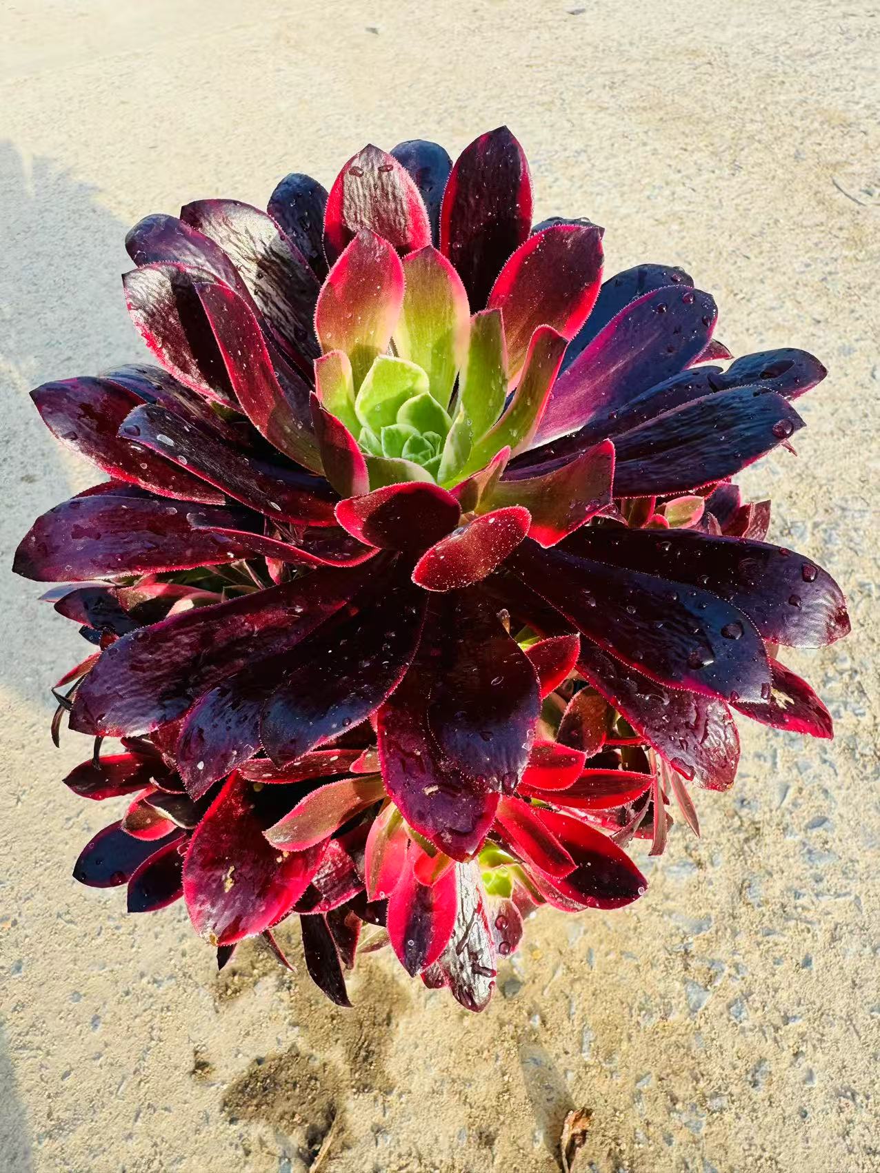 金丝玫瑰手捧花脱土发货法师多肉植物叶展16厘米左右