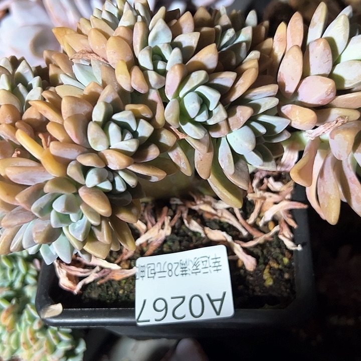 彬***幸运的是我的朋友们都