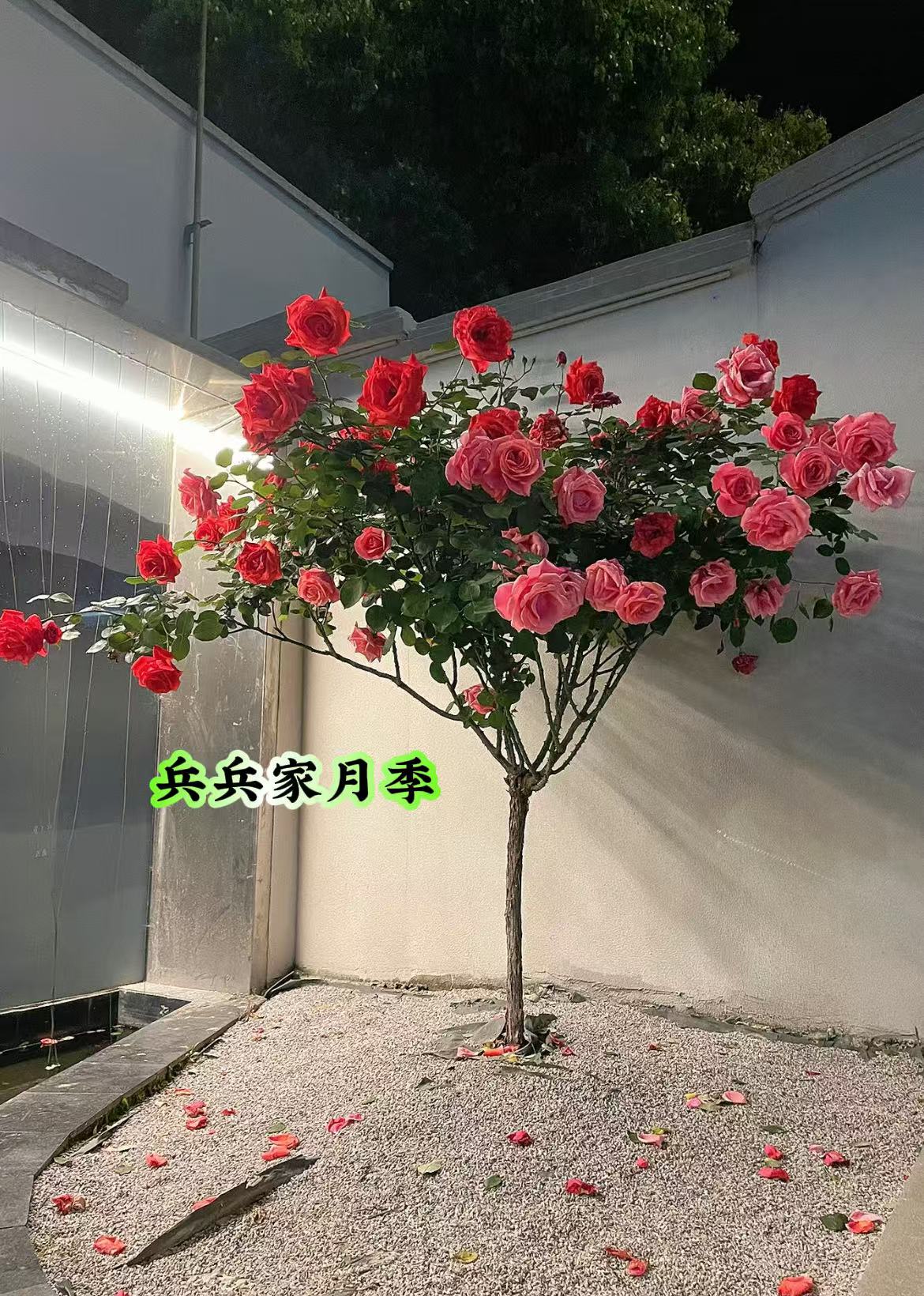 多色系大花重瓣浓香树状月季南北方种植美观漂亮