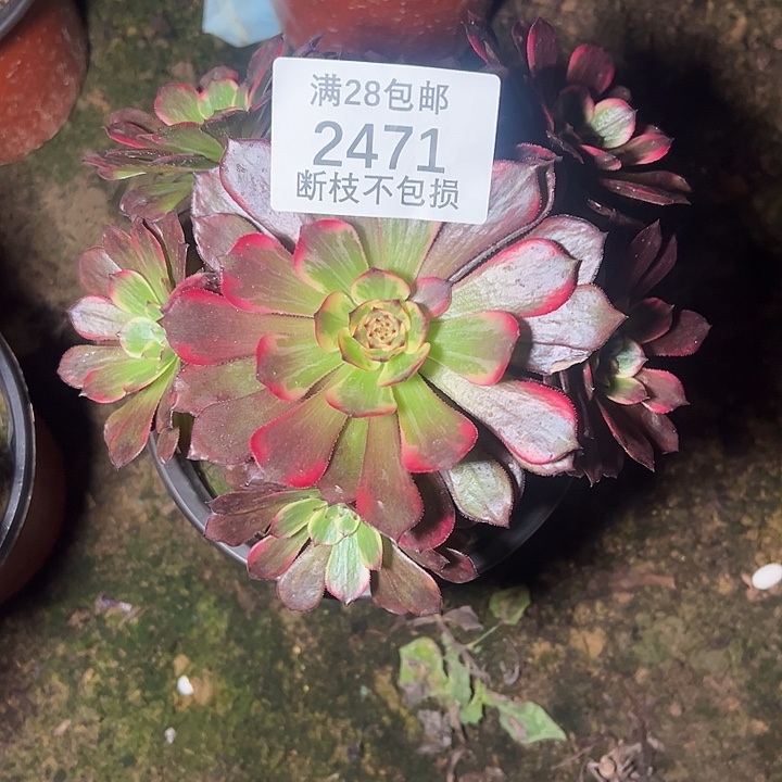 2471烟花多肉植物