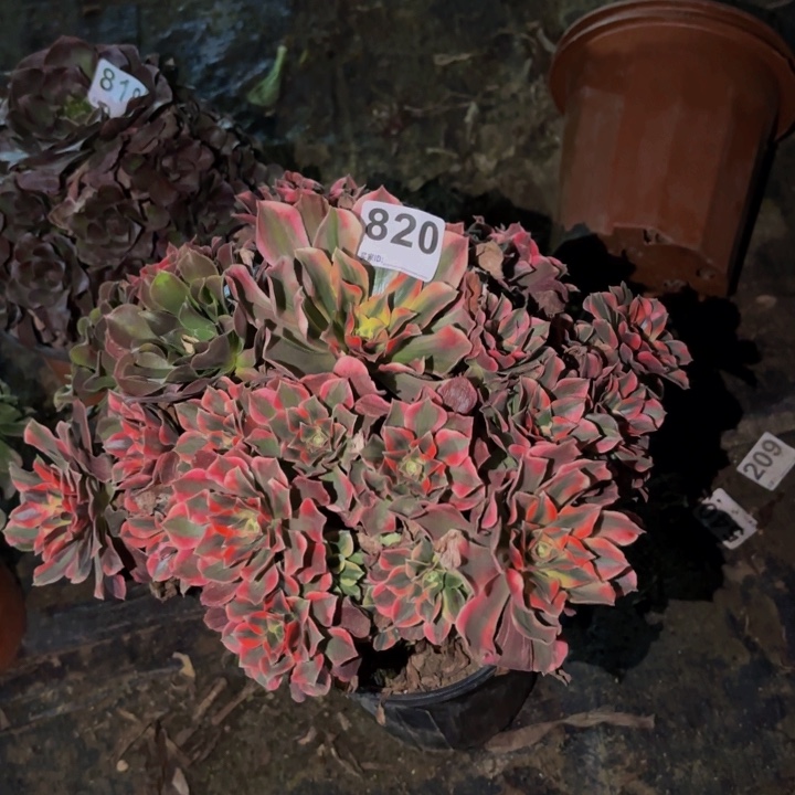 820女妖多肉植物不售后