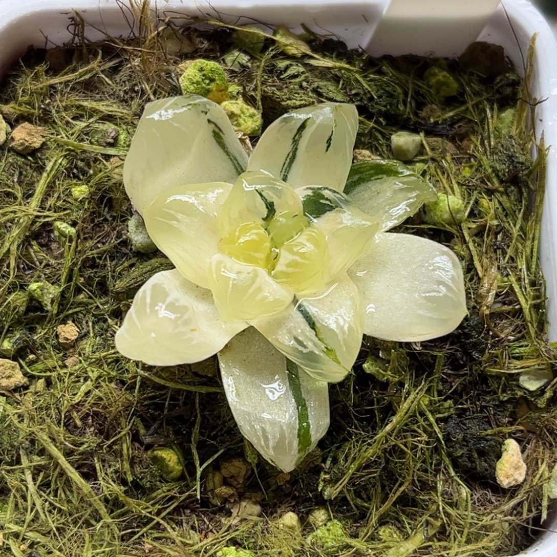 13冰灯玉露锦福利专场