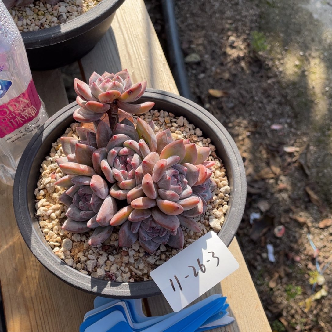 11-26-3静好多肉园艺