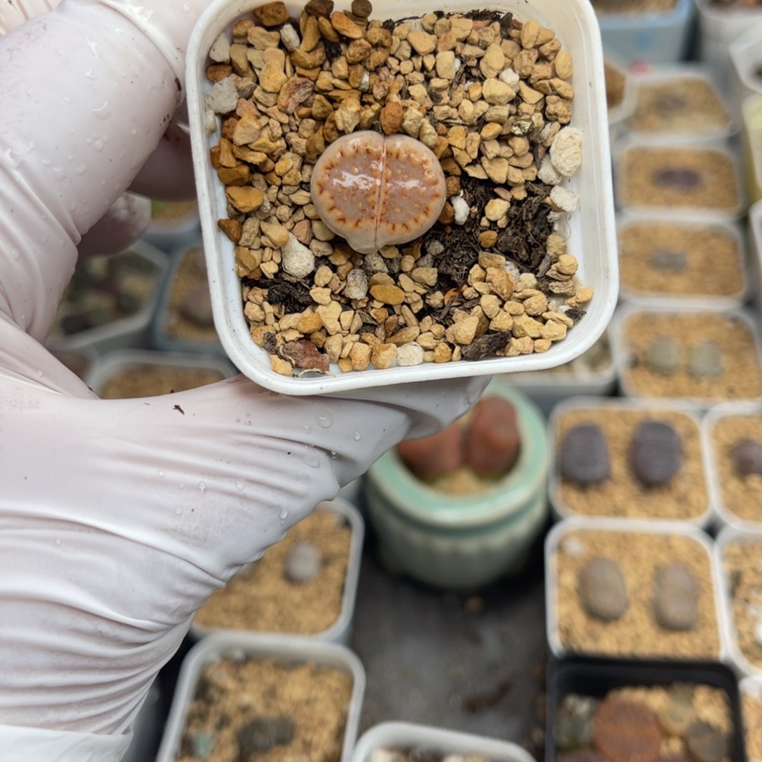 多肉植物一物一拍10