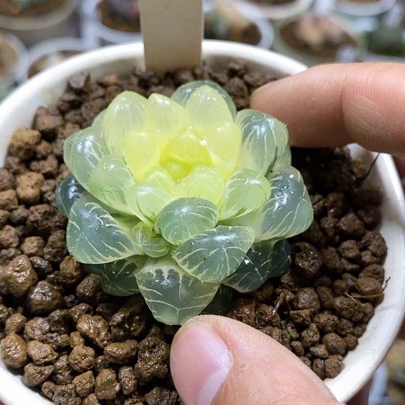 【闪购商品】65实生