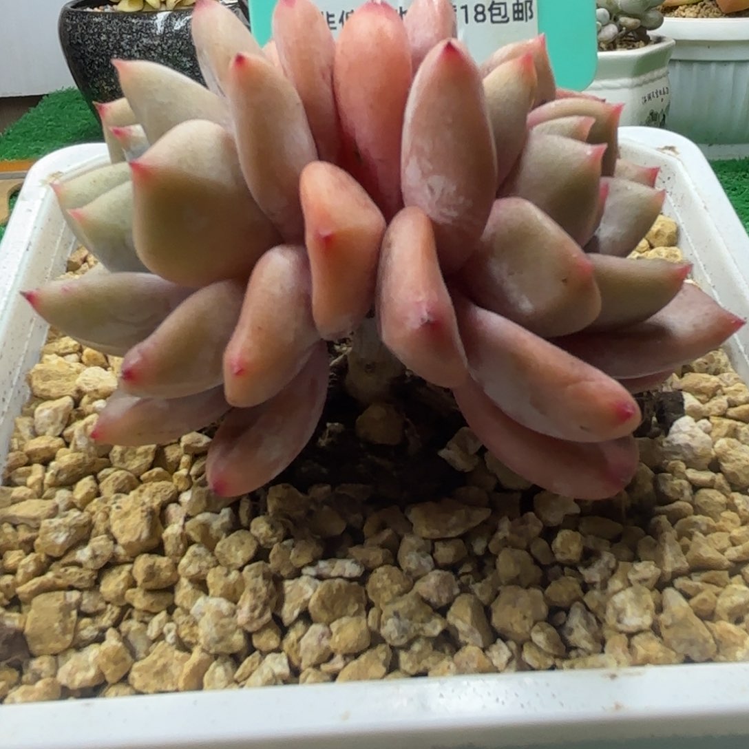 唐二姐多肉编号197