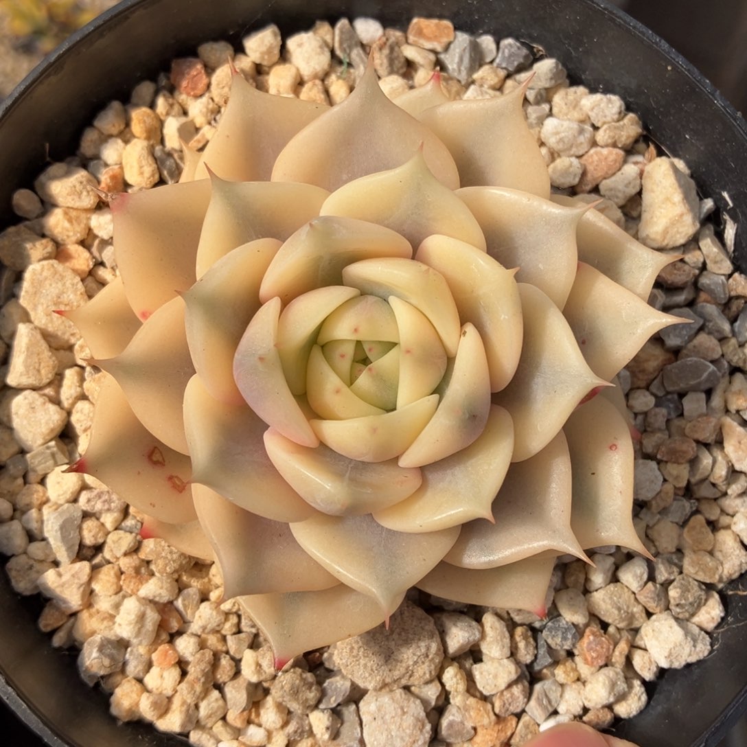 贝加尔湖锦 一物一拍不支持退换