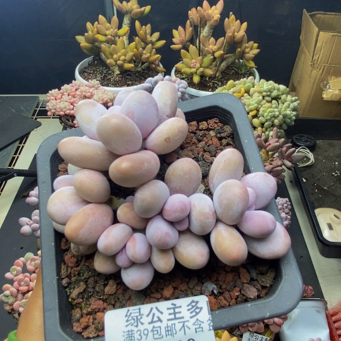 440水光针多肉8c m