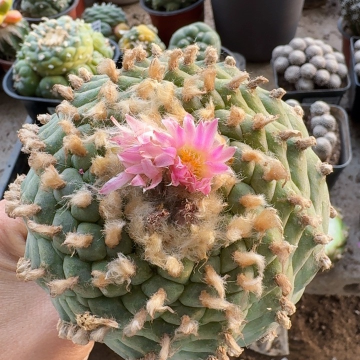 265小尤金毛十三棱仙仙人球