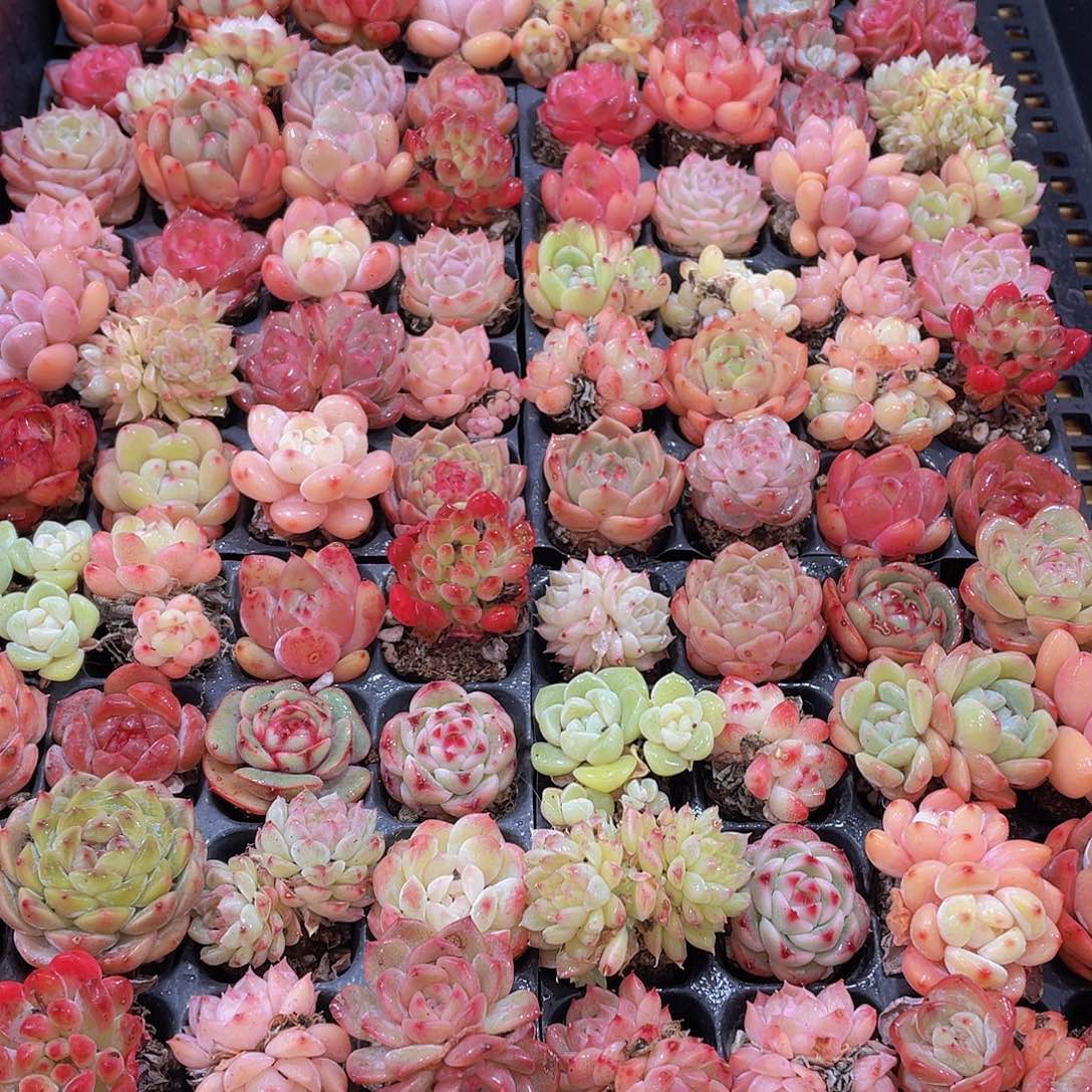 量拍71号 精品小可爱组合多肉20个