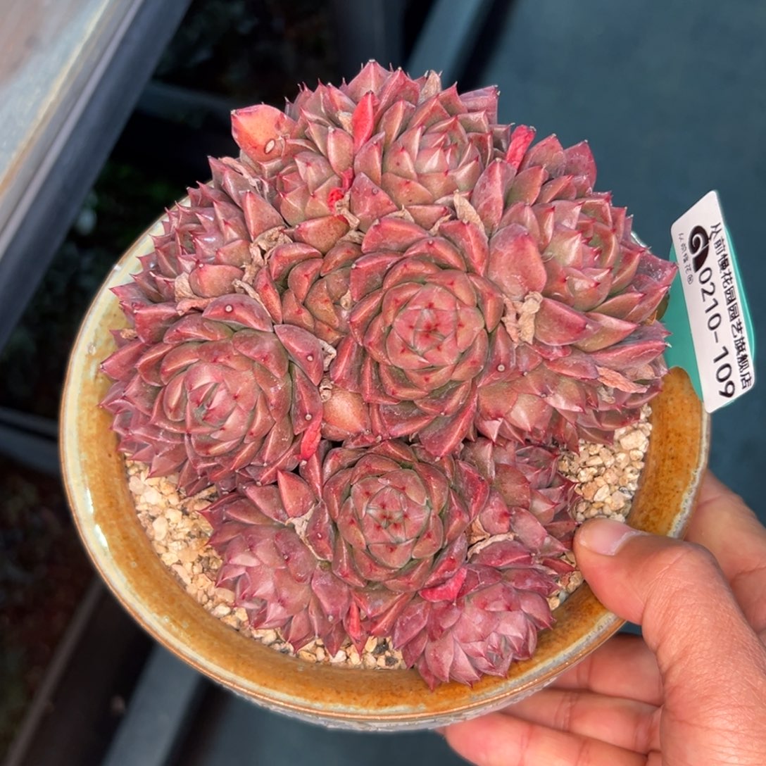 多肉一物一拍0210-109