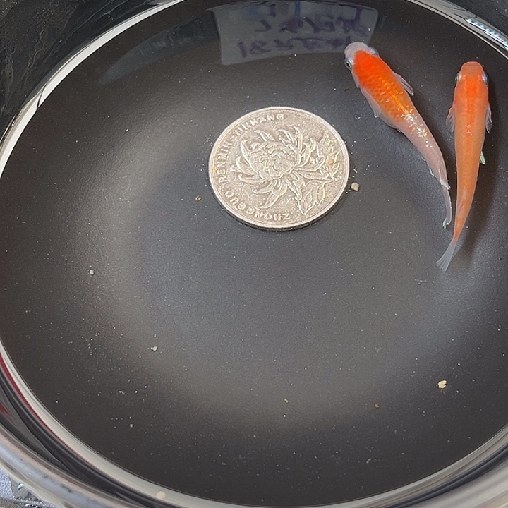 青鳉鱼赤壁2条2号