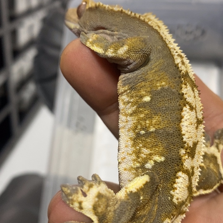 睫角守宫2025.11.28六号