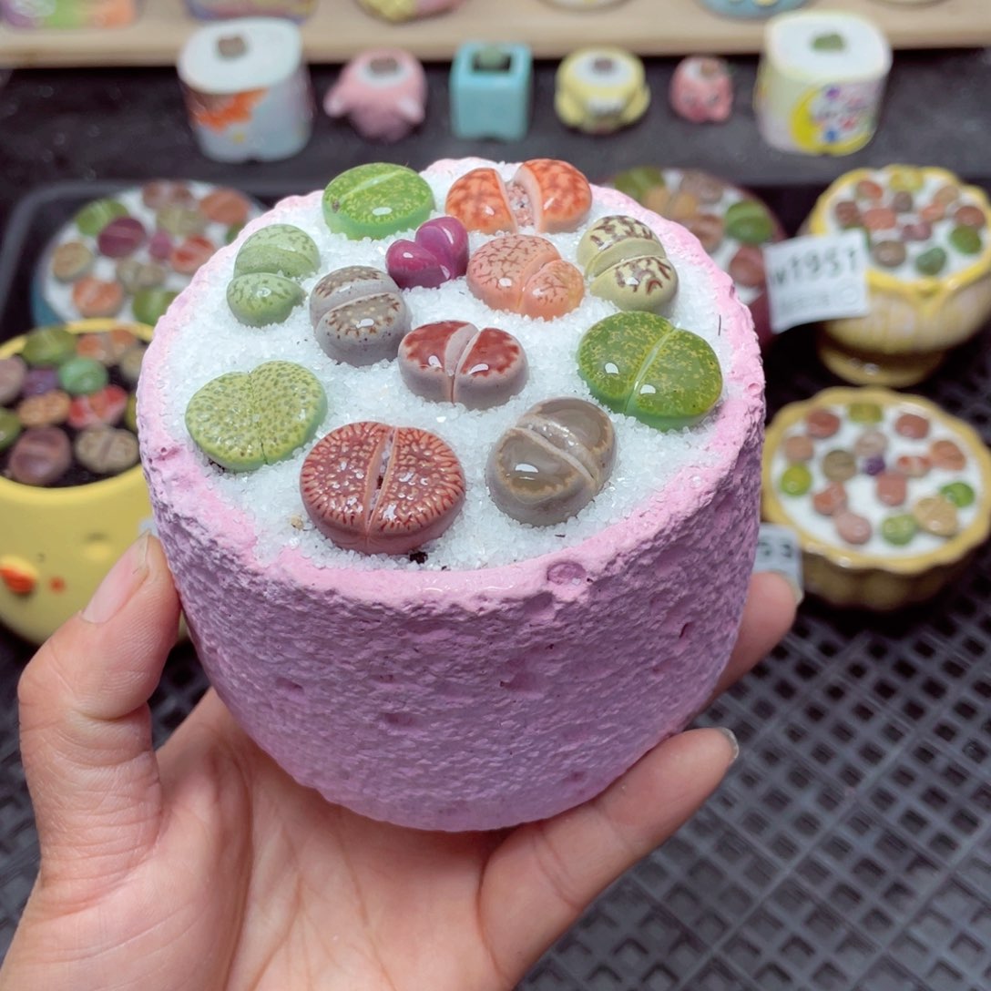 w1954 带盆土发货-零下地区拍保温箱