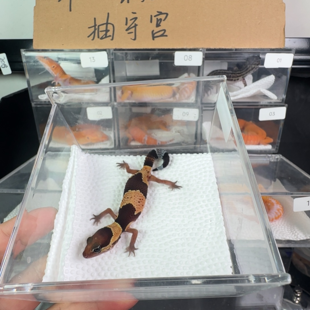 豹纹守宫原色瘾橘白妹妹