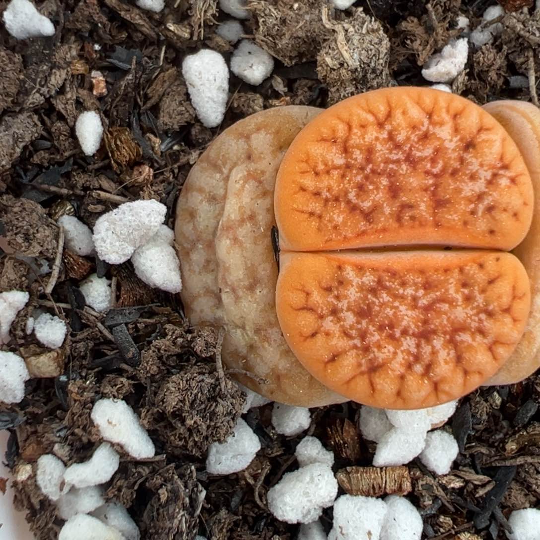 【闪购商品】一***?713……