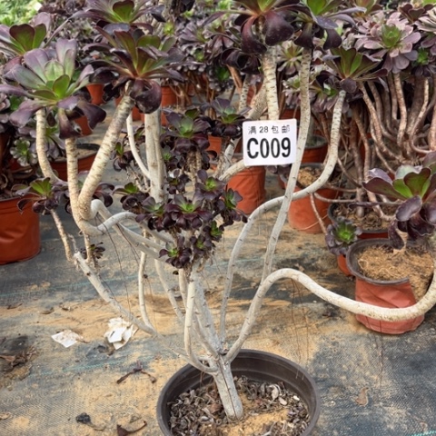 009黑元叶有疤不包断枝