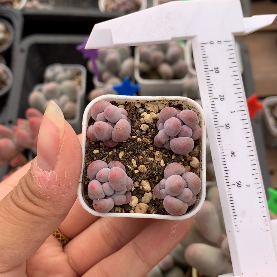 小奶包奶酪多肉植物