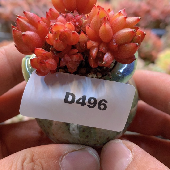 一物一拍含盆土满38包邮D496
