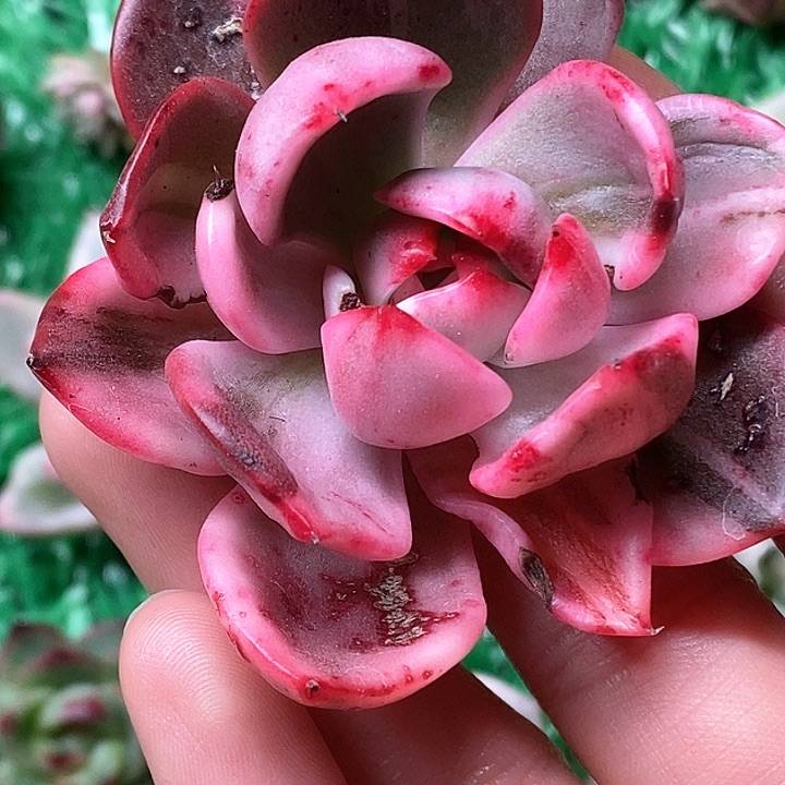 红**升弗朗明哥一物一拍，