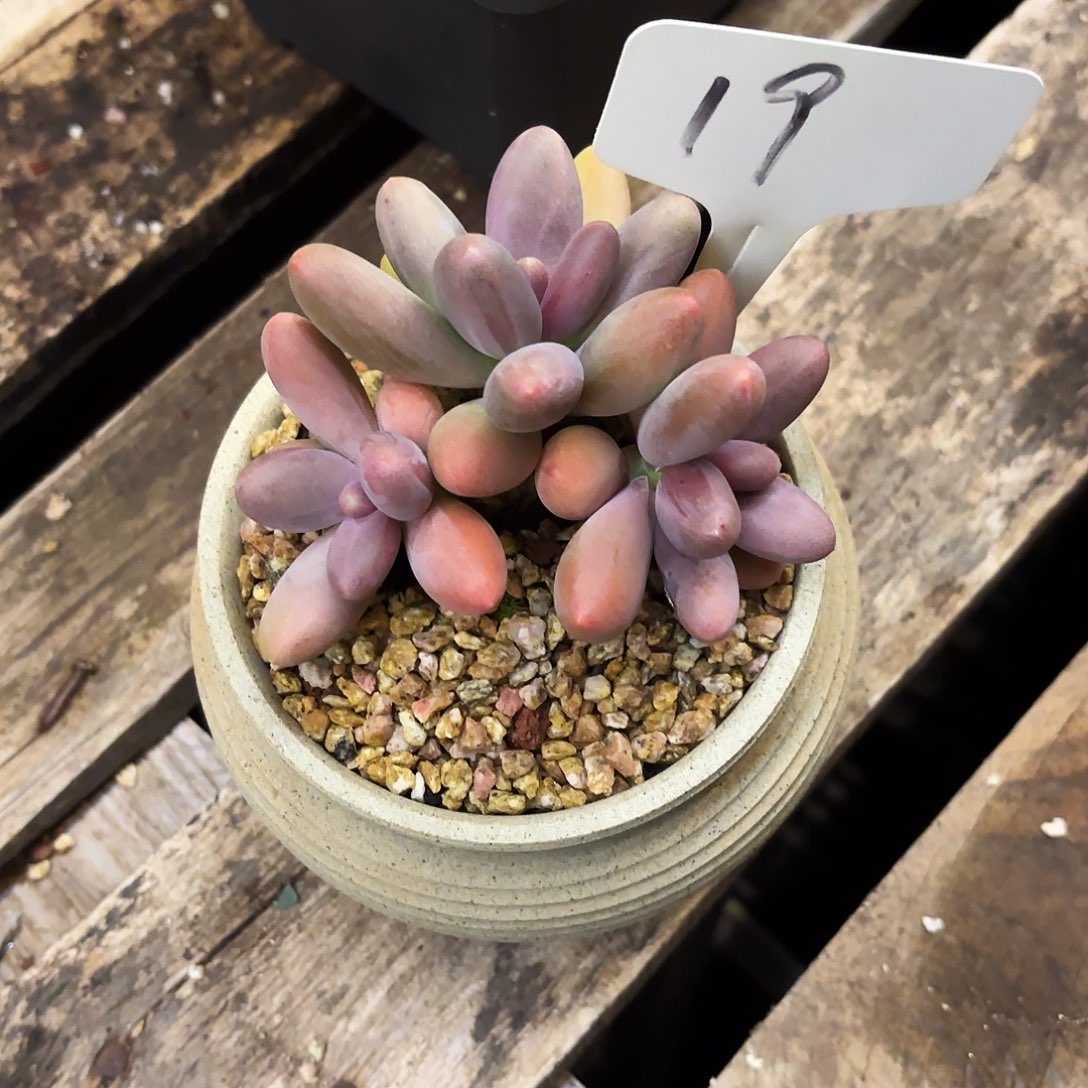 多肉植物，糖果美人19号