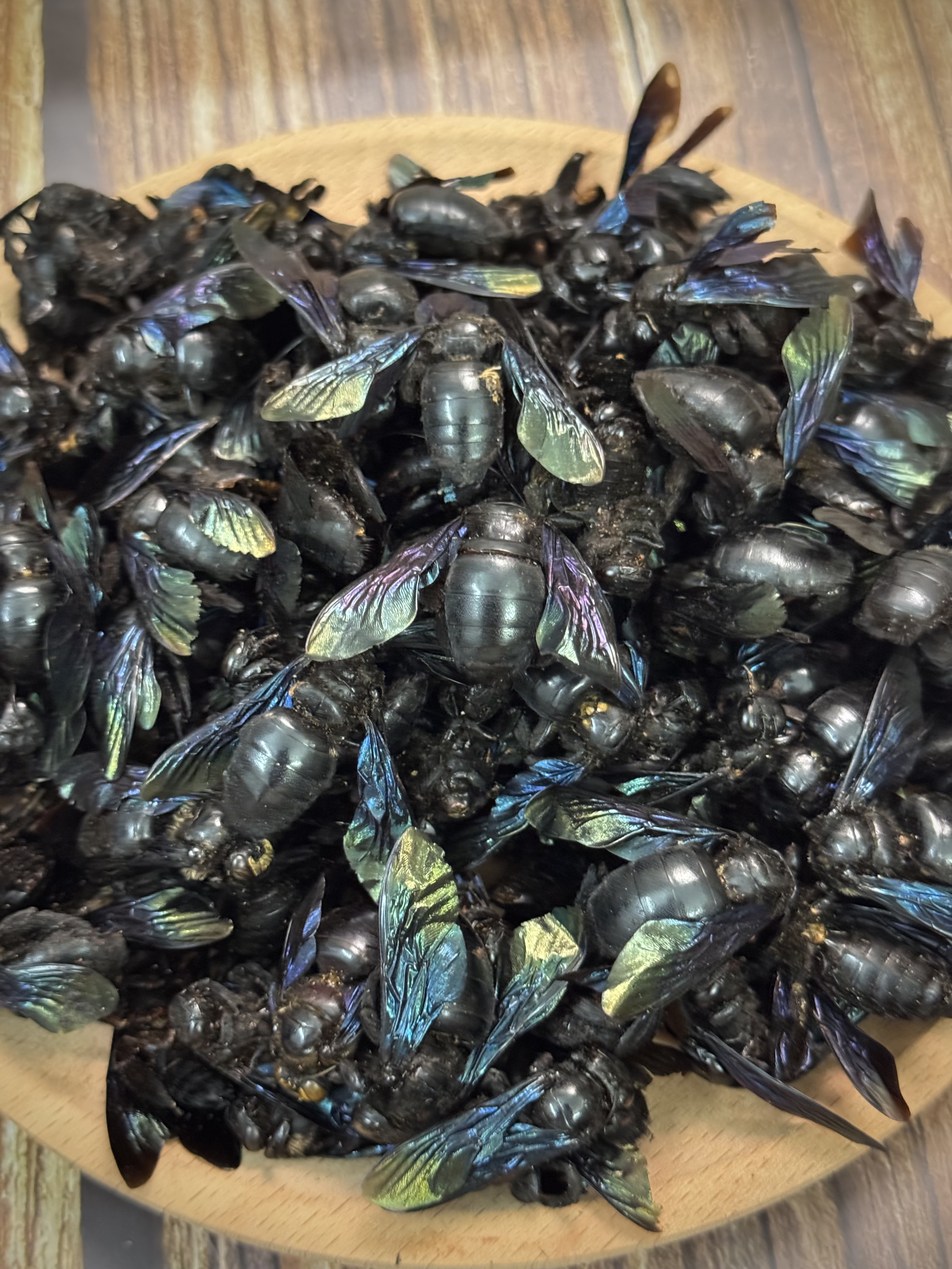 【宽少精选】咸竹蜂 特大只 无硫     桃胶