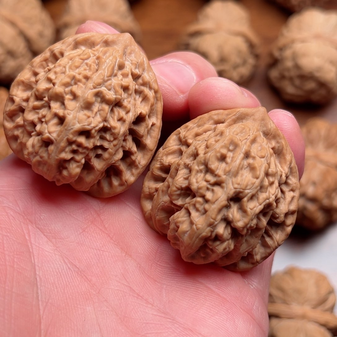 麦穗虎头麦穗虎头