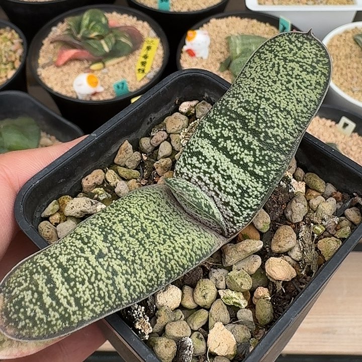 春莺转卧牛旋转卧牛