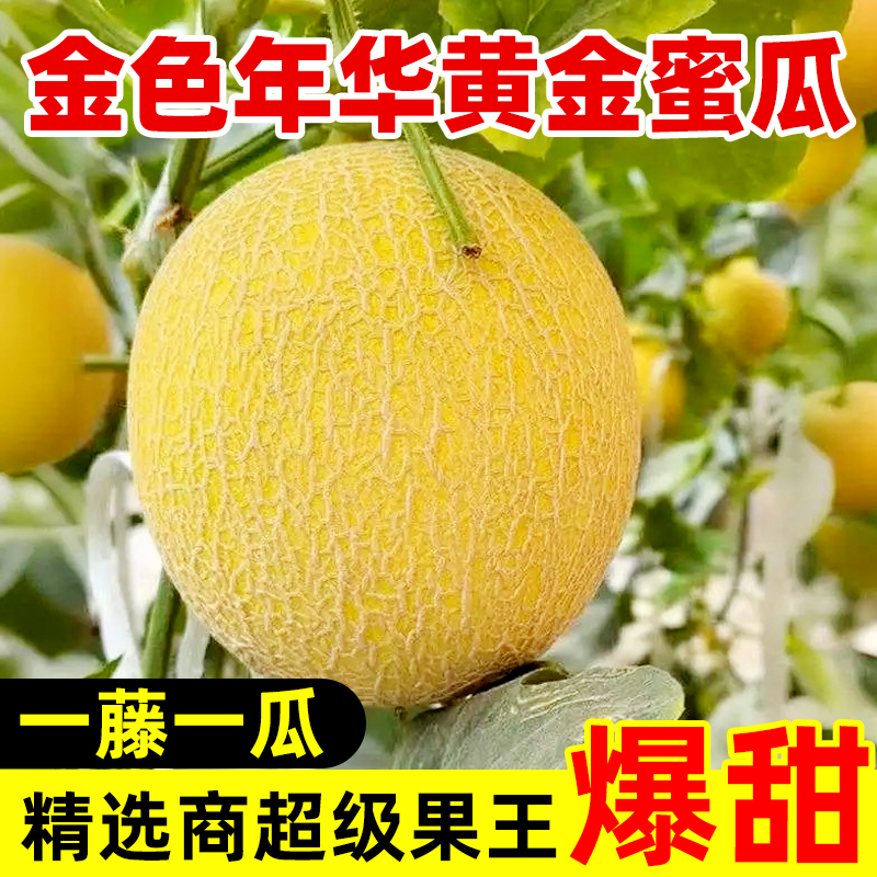 【次日达】新疆金色年华哈密瓜脆甜多汁多仓发货新疆维吾尔自治区新疆维吾尔自治区