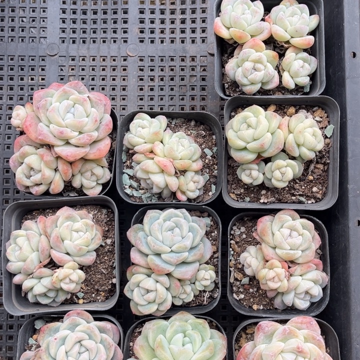 冰玉多肉七方盆一组10个7号