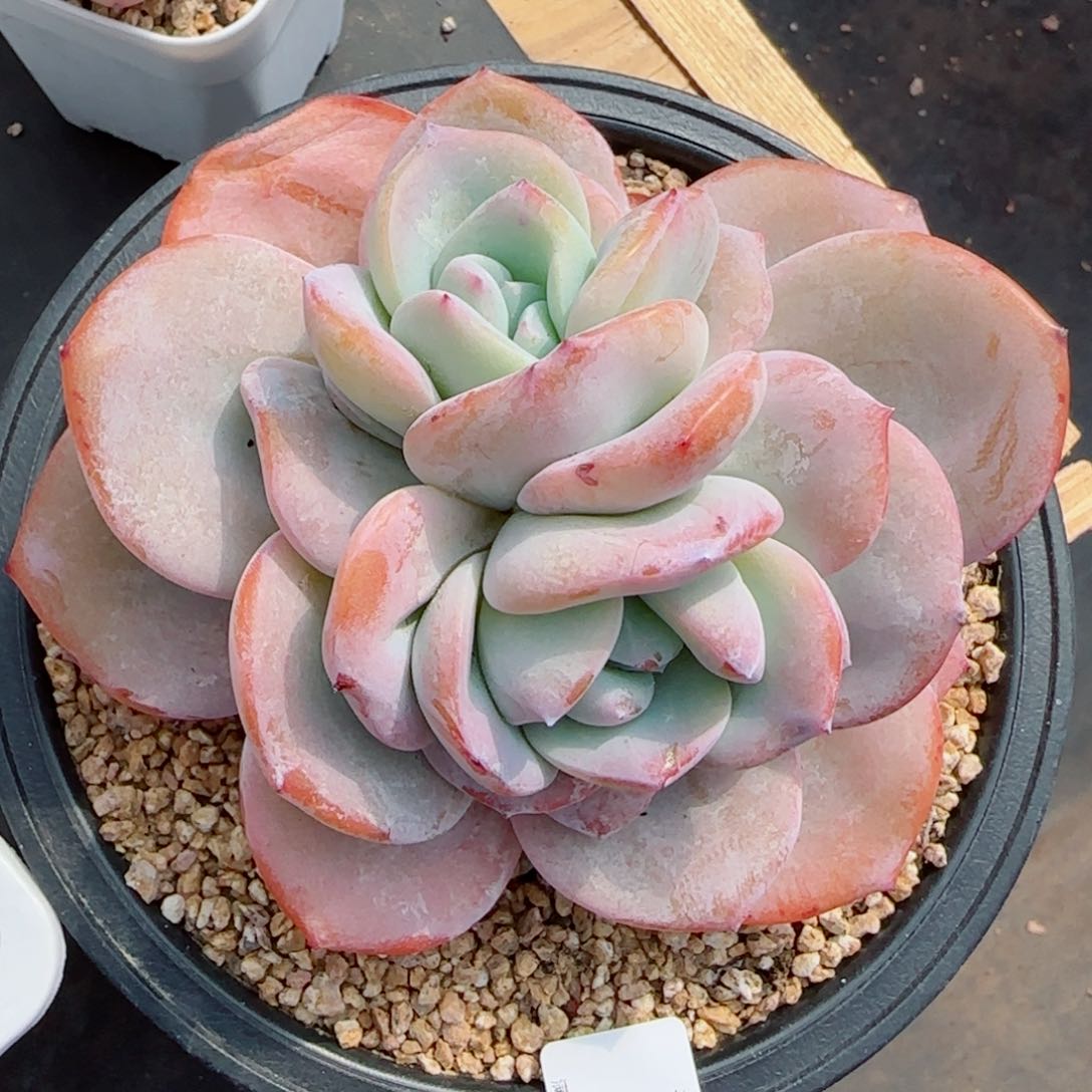 奶茶双心，3680多肉植物