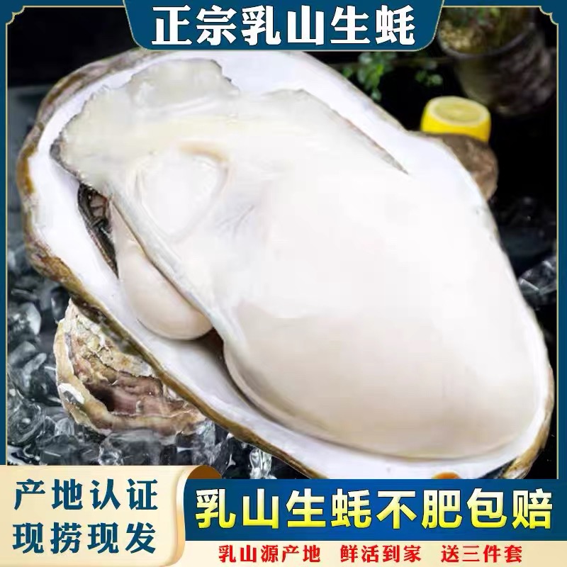 【京东包邮】新鲜海捕乳山生蚝1公斤/3公斤