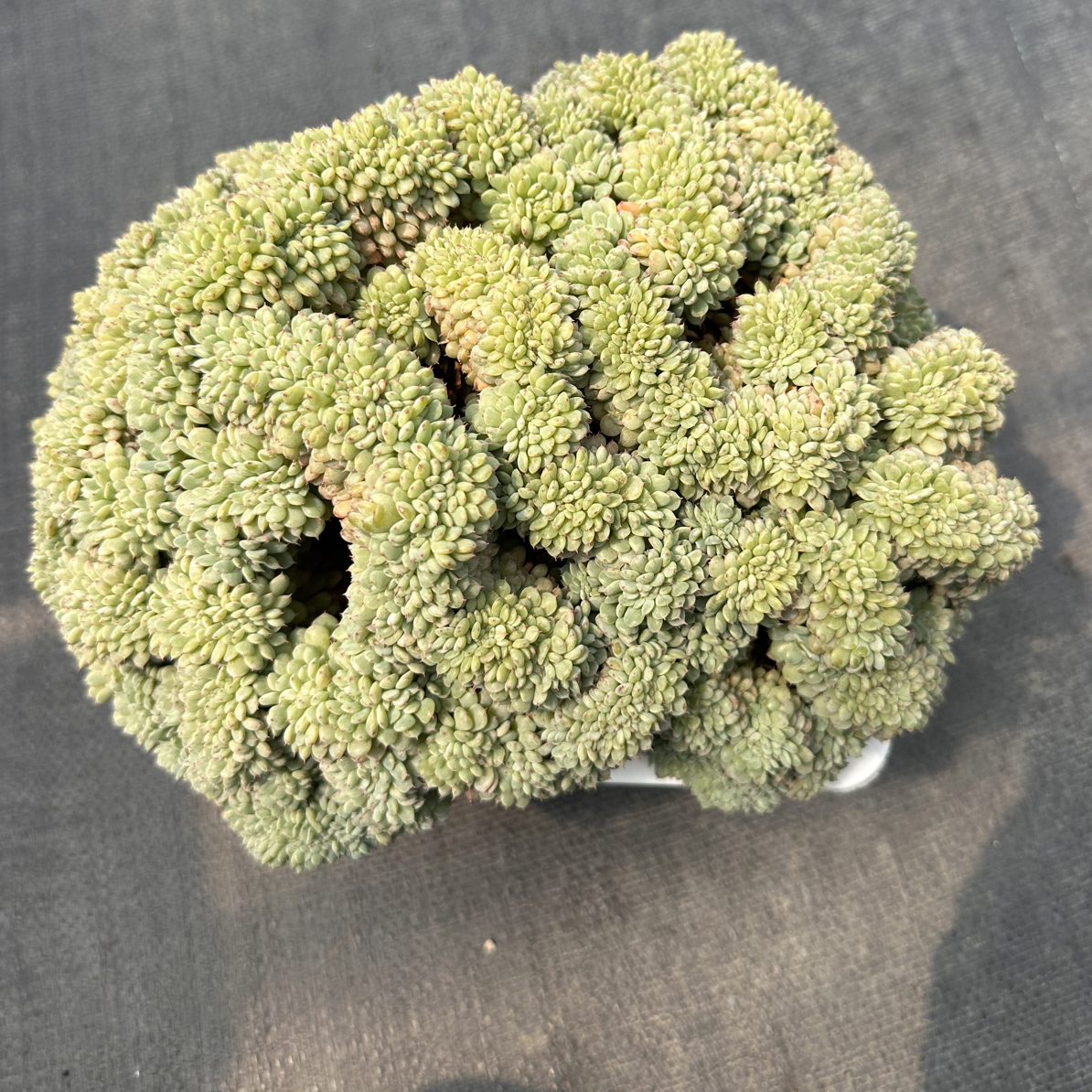 秋之韵白胖子缀化-冠福26分-在分朵