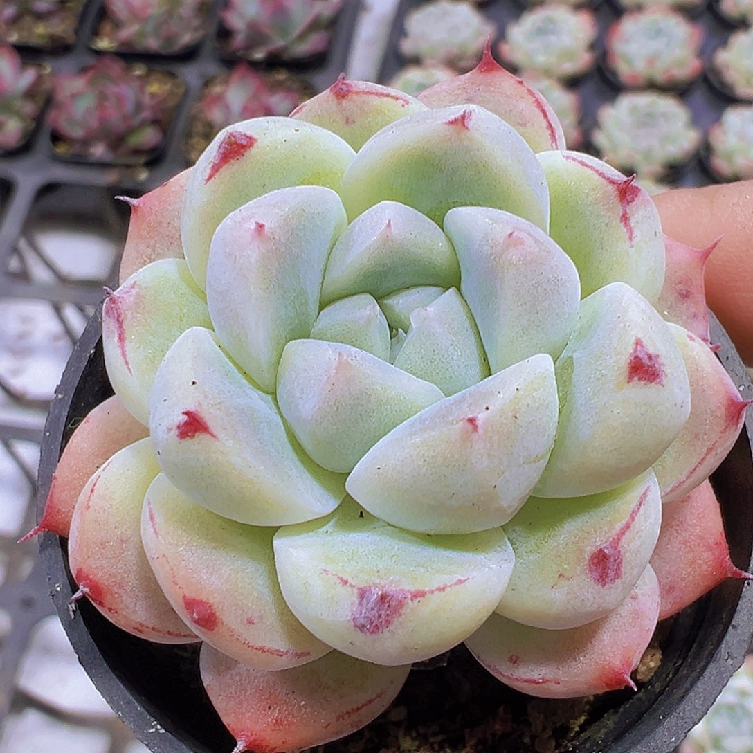 白底如梦令2盆19包邮