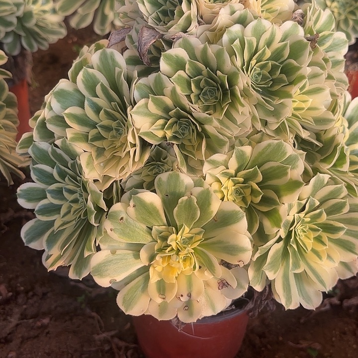 迈巴赫法师有瑕疵不包损80