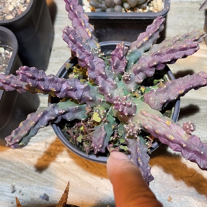 满38包邮2天凑单，脱土晾根发货多肉植物桃太郎