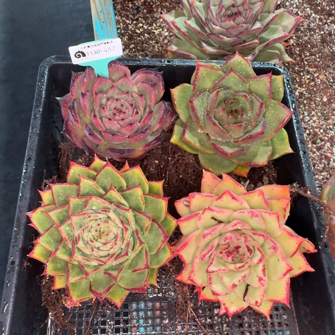 从前慢花园多肉编号1130.457