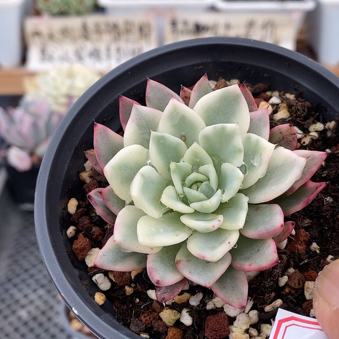 1104 原始绿爪覆轮锦