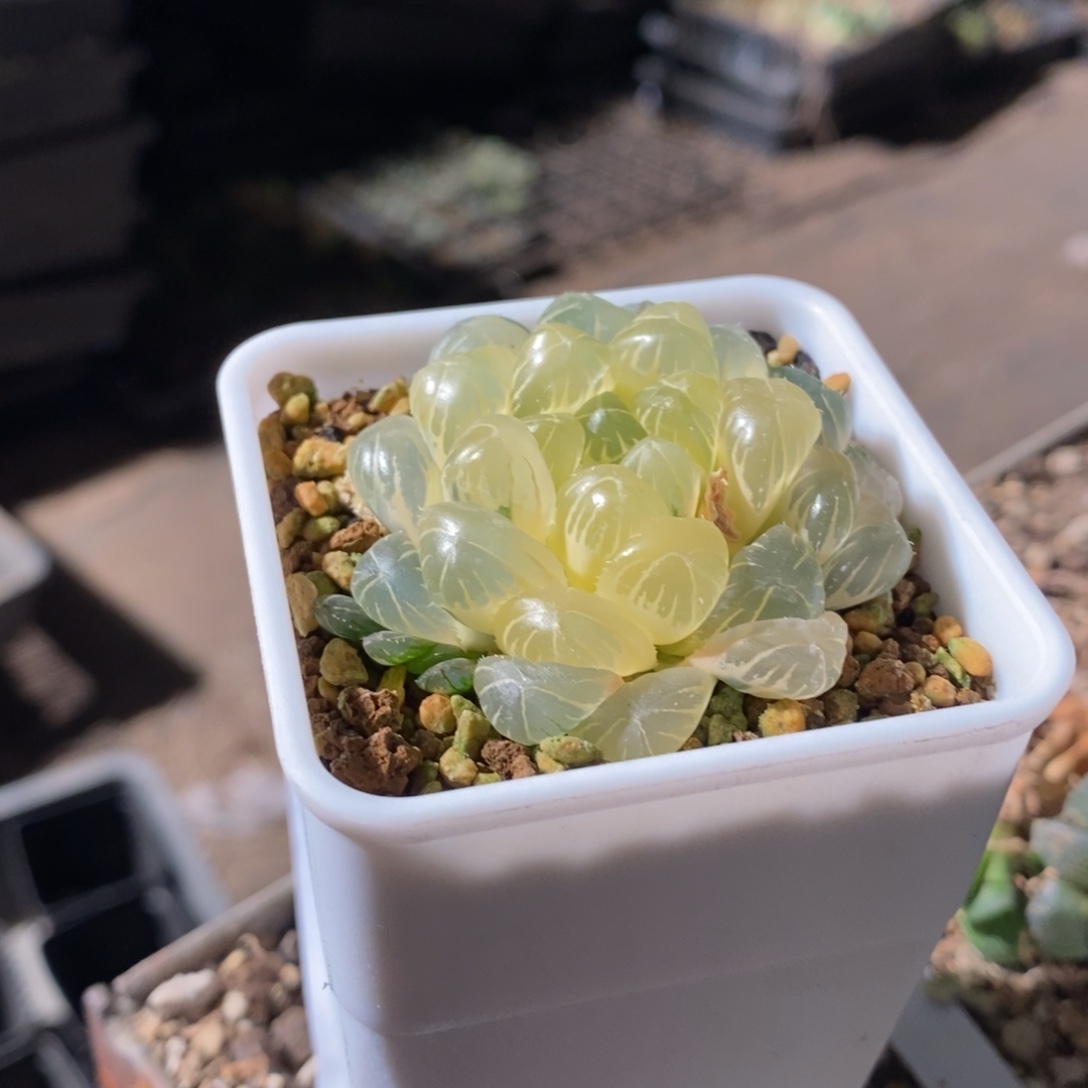 初***午335 一颗新年福利