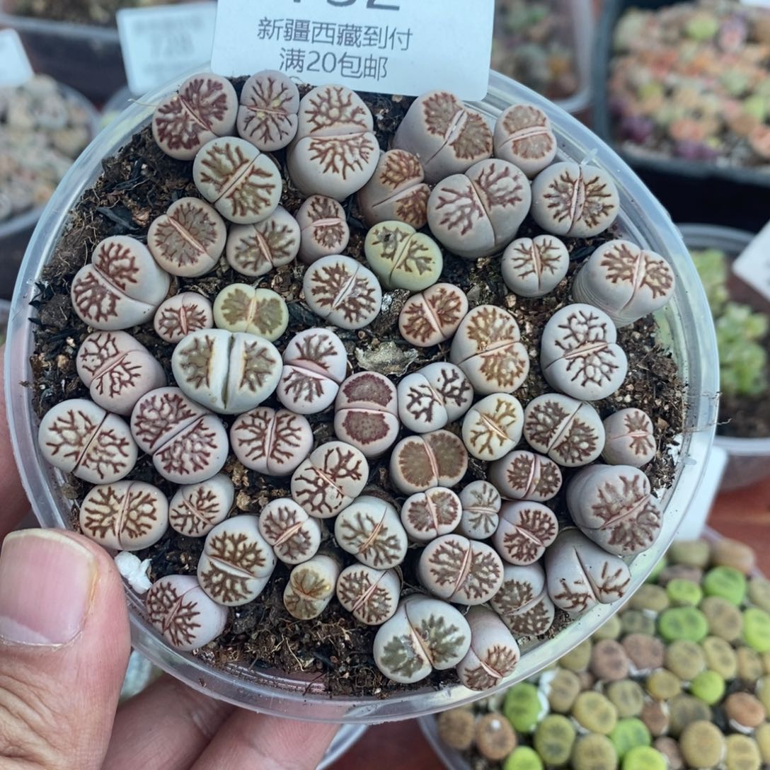 多肉蛋炒饭感谢您相伴732