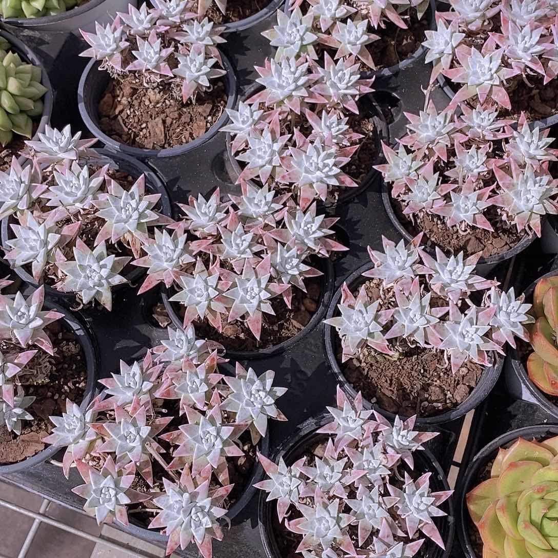 白菊群福利一颗量拍