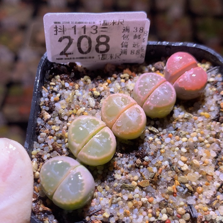 精品生石花113.208