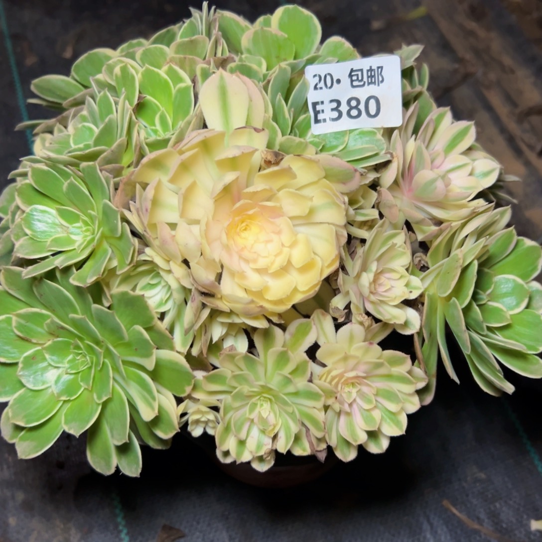 380青禾，多肉法师